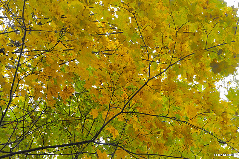 Желтая листва