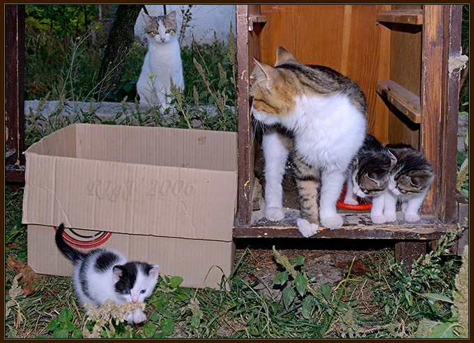 Кошки в Крыму